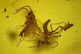 Four Detailed Fossil Flies (Diptera) In Baltic Amber #159771-2